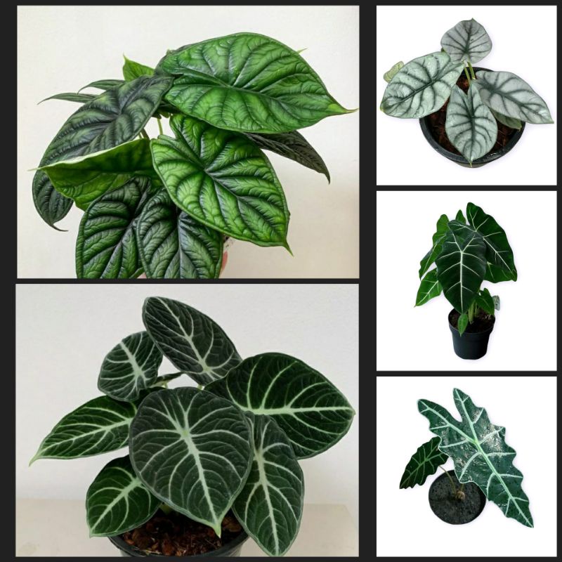 Alocasia Dragon Silver / Scale