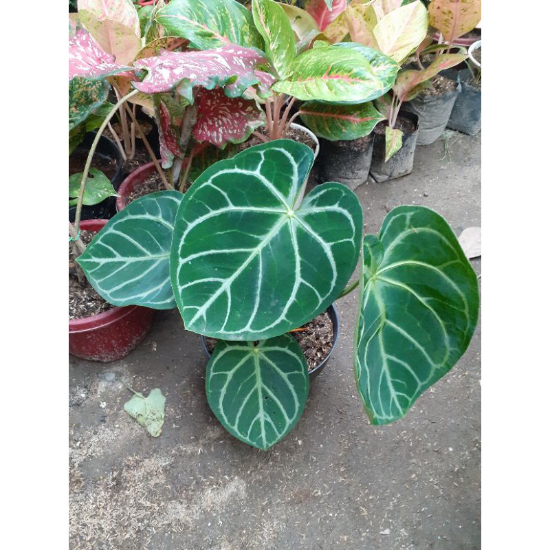 ANTHURIUM KUPING GAJAH MANGKOK DORAYAKI