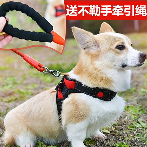 Tali Tuntun Rompi Dada 5m Untuk Anjing Kecil Sedang Shopee Indonesia