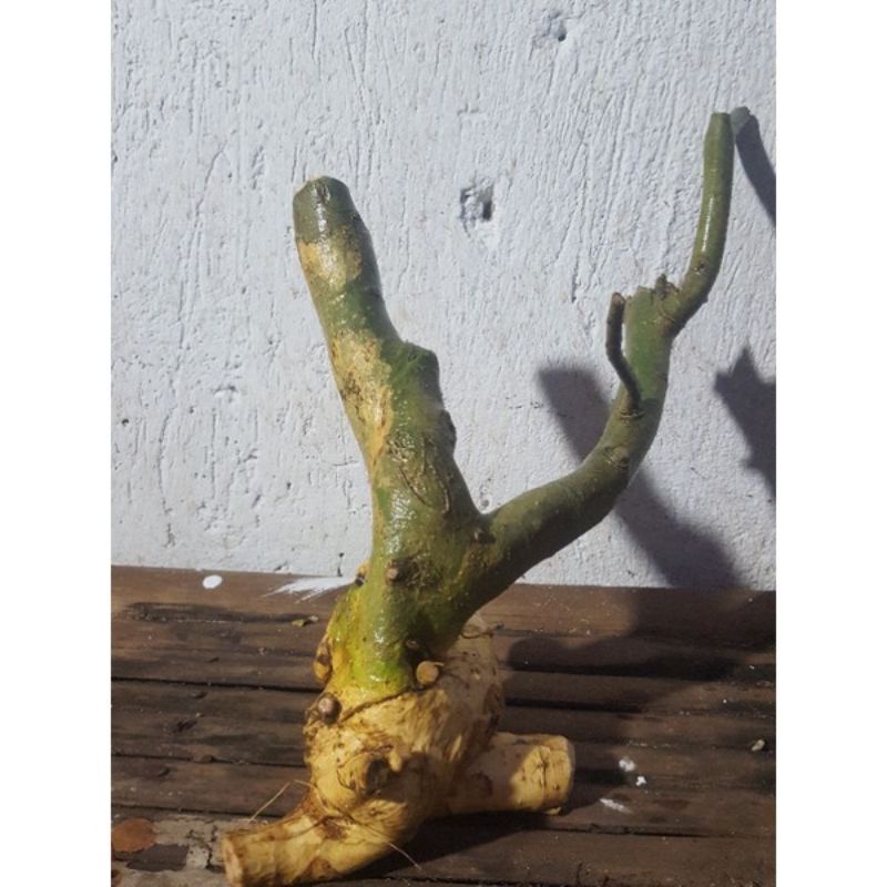 serut dongkelan prospek frezzz