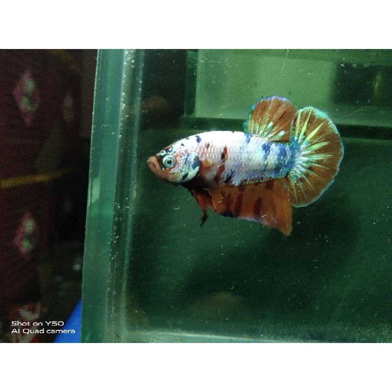ikan cupang nemo koi multi colour dan classic