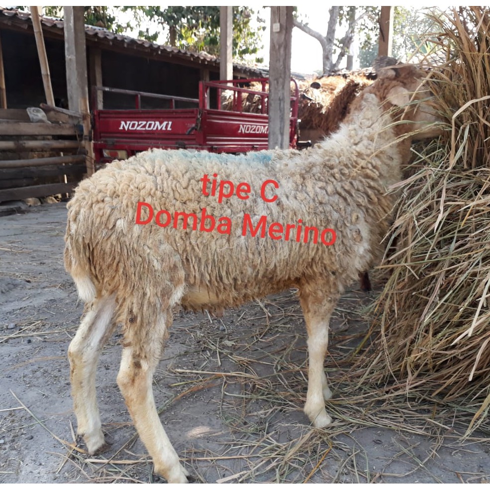 hewan qurban kambing domba tipe c gratis ongkir jabodetabek kurban online murah amanah berkualitas