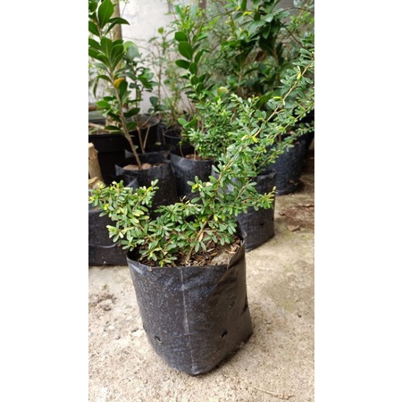 Saeng Simbur Super Mikro Vietnam