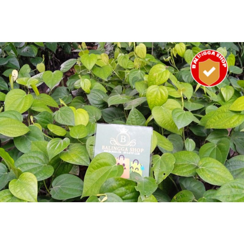 17 Bibit Lada India + 1 Bibit Piperteken