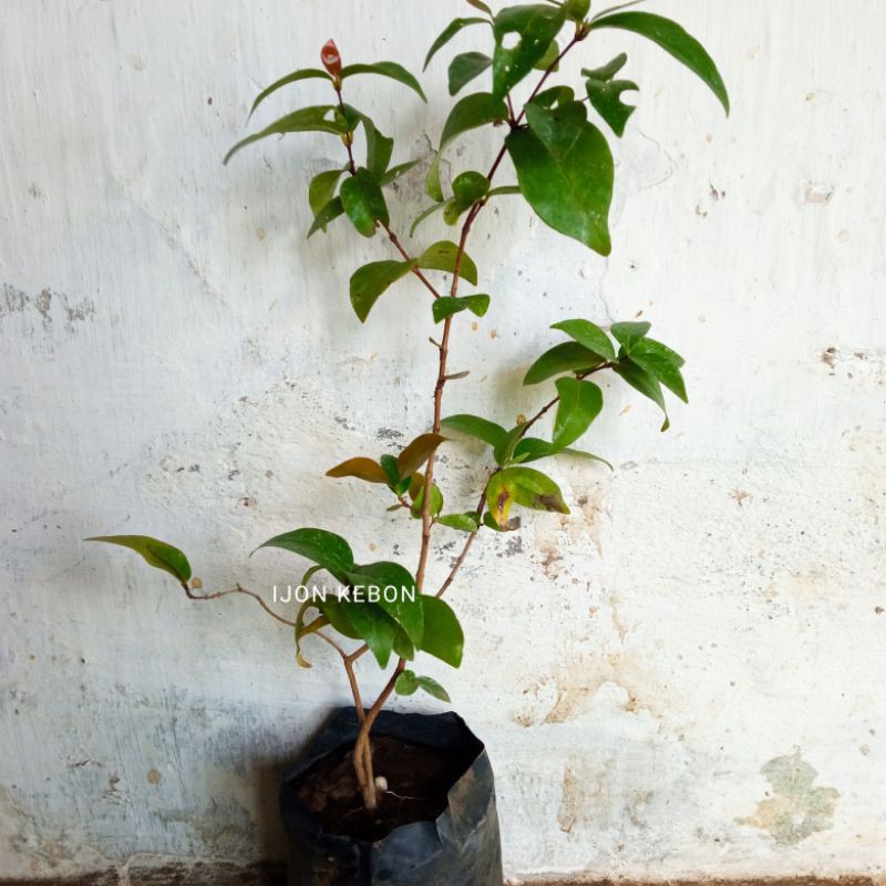 Bibit pohon dewandaru berkualitas siap tanam