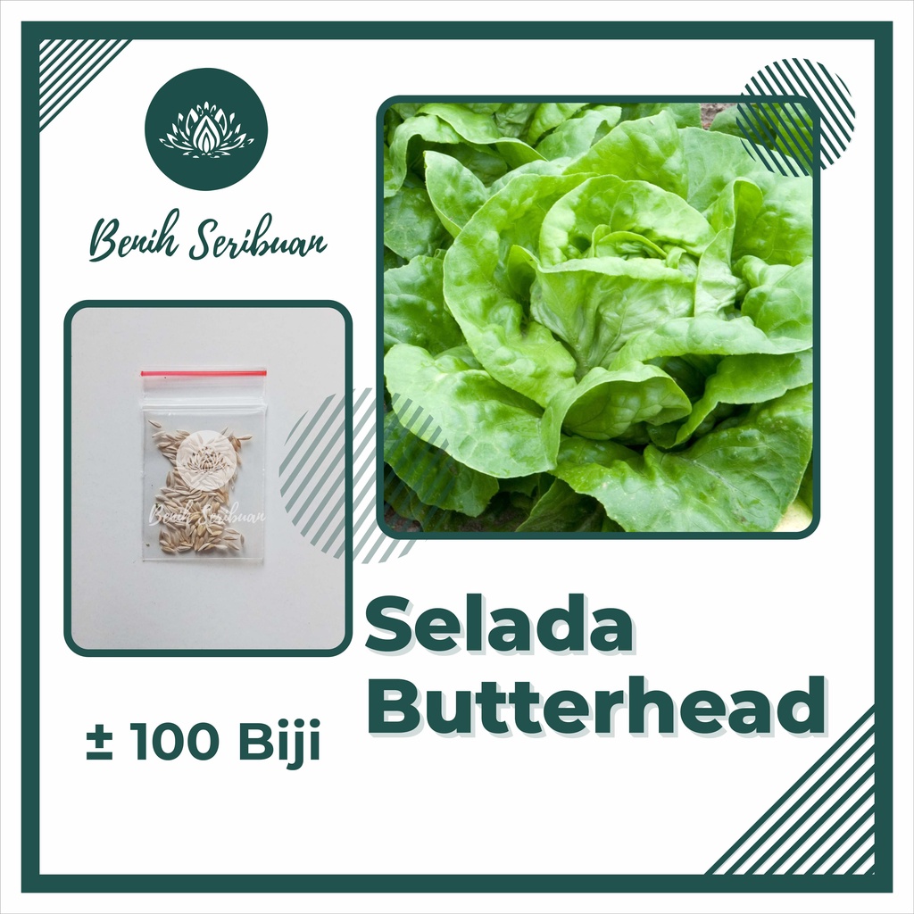 TERMURAH Benih Sayuran Bibit Sayuran Hidroponik Kangkung Bayam Kol Kubis Sayur Sawi Pakcoy Selada-SELADA BUTTERHEAD