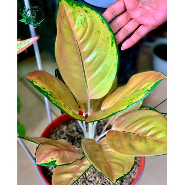 Tanaman hias Aglonema sultan brunei - bunga Aglonema sultan brunei