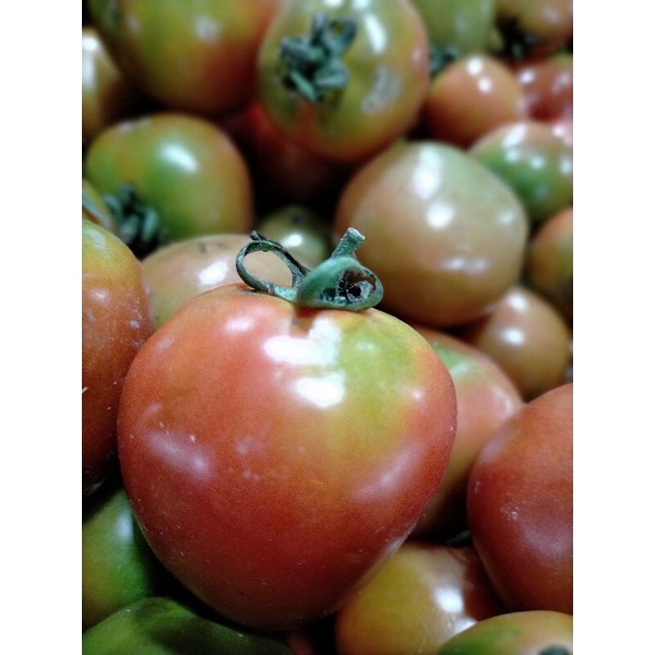 

Tomat fresh Surabaya
