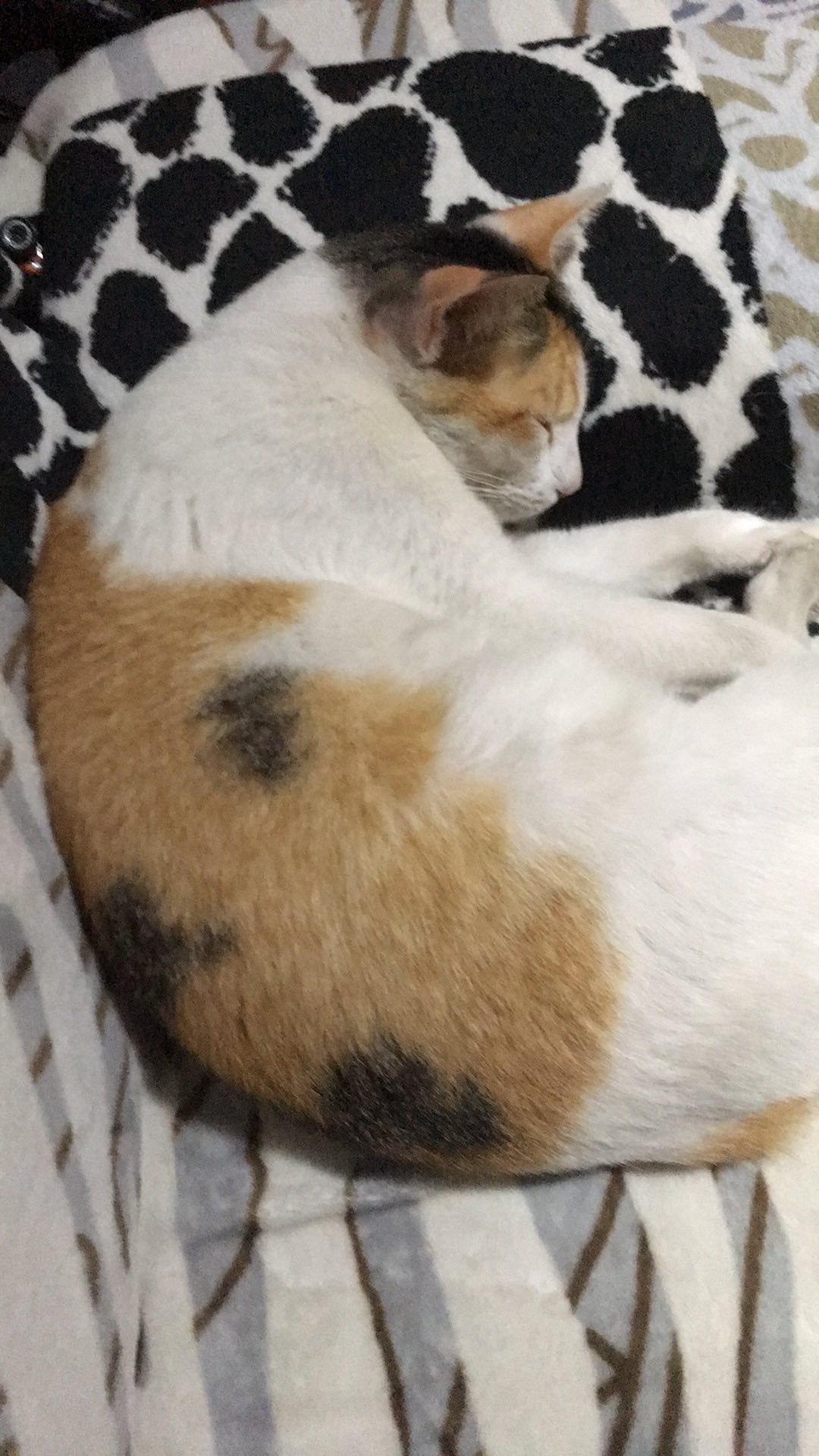 Plastik Opp 13 X 23 Cm 20 Mic / Plastik Undangan / Plastik Pouch