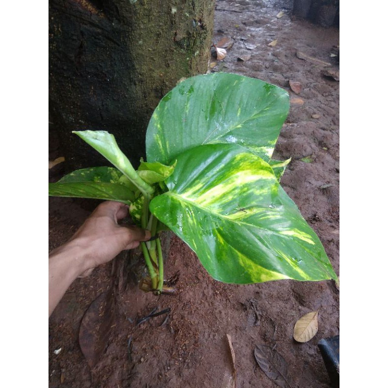 bonggol stek Srigading jumbo varigata