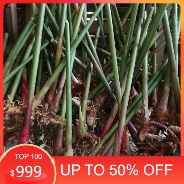 Ready stock Bibit tanaman  kapulaga 1kg pohon kapol jenis lokal jawa siap tanam