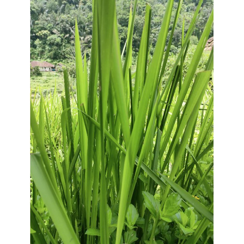 

daun Alang Alang segar 1kg