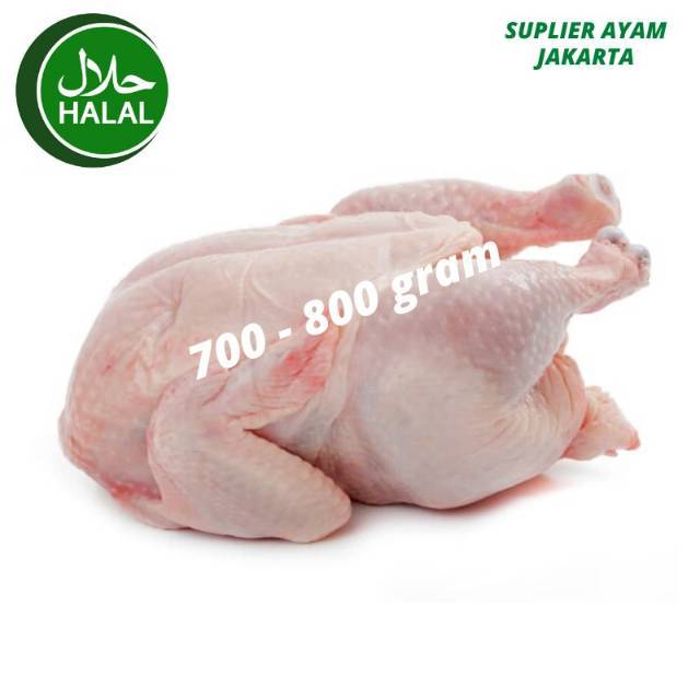 Daging Ayam Potong Broiler Negri Karkas 0.7 - 0.8 Kg Utuh Segar Whole Chicken Negeri Fresh Hidup