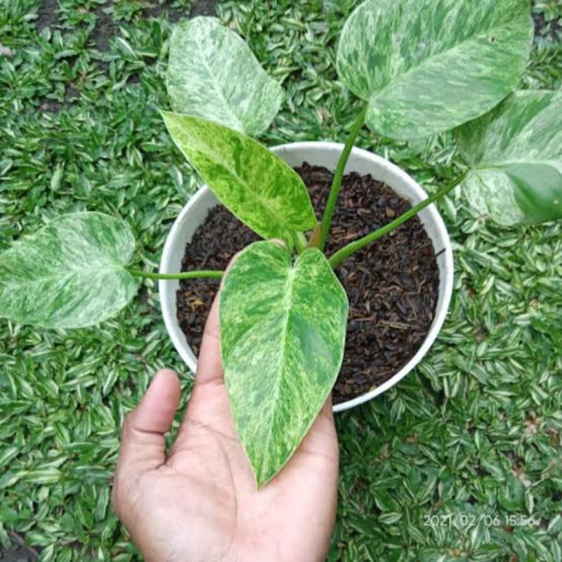 Tanaman Hias Philodendron Marbel Varigata - Marbel varigata
