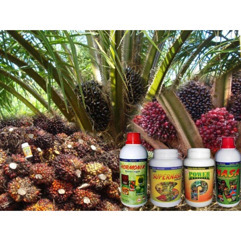 Paket Budidaya Kelapa Sawit-Pupuk Organik Kelapa Sawit-Pupuk Kelapa Sawit Komplit