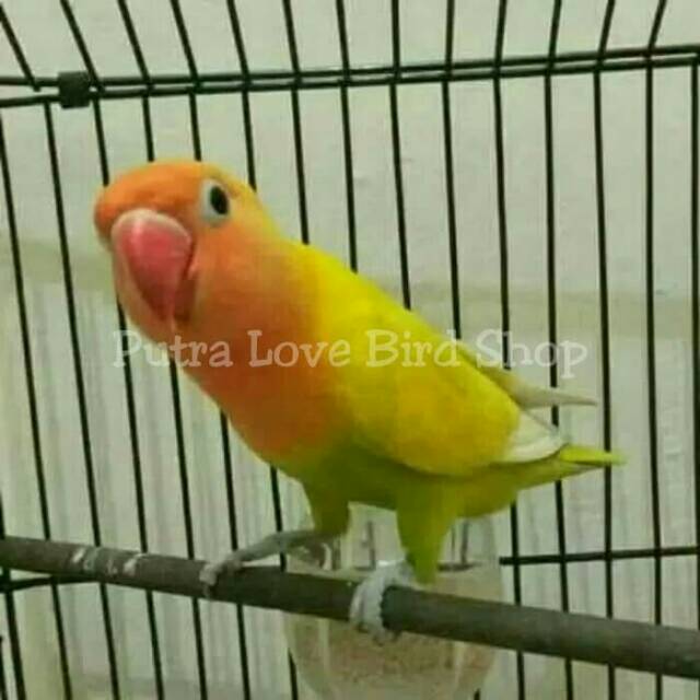 

Love Bird Paskun Dewasa Siap Ternak