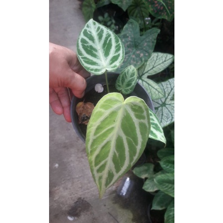 Kuping Gajah silver blush (anakan)