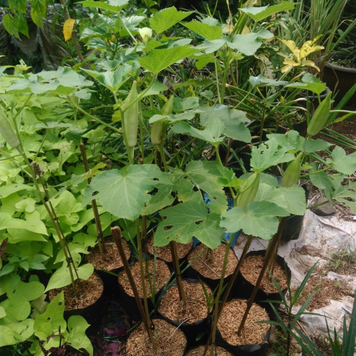 Paket berkebun 10 jenis benih bunga buah sayur + bonus polibag, npk