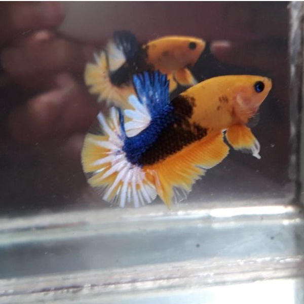 cupang male yellow hellboy bold