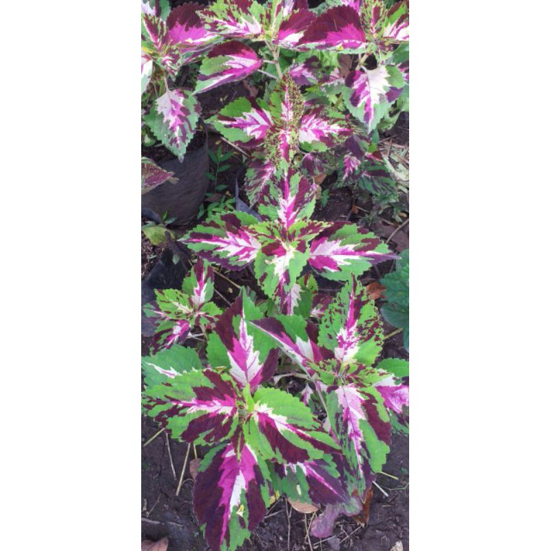 (BISA COD) TANAMAN HIAS MIANA BATIK BORNEO