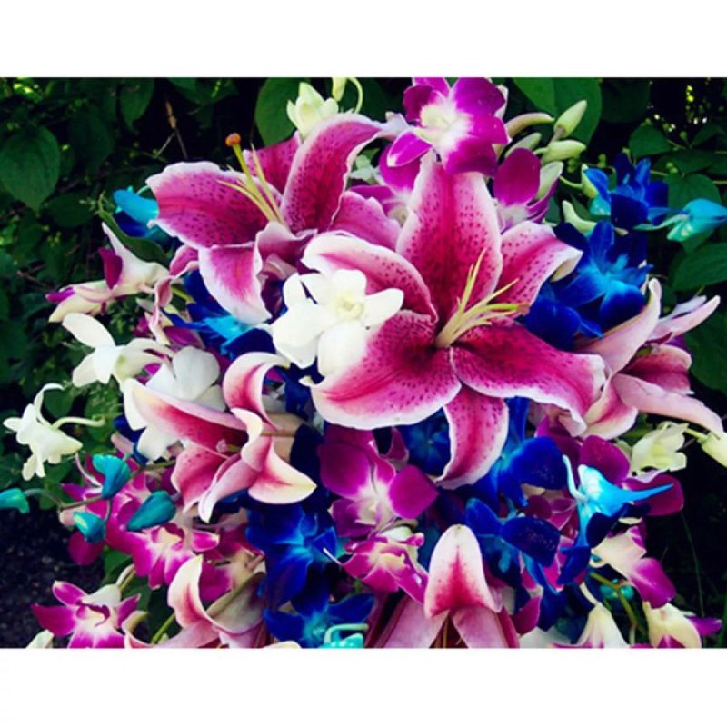 Benih Biji Bunga Lily Casablanca Mix