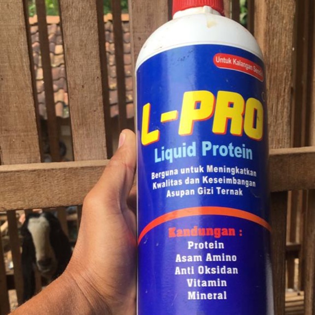 L pro penambah nafsu makan ternak