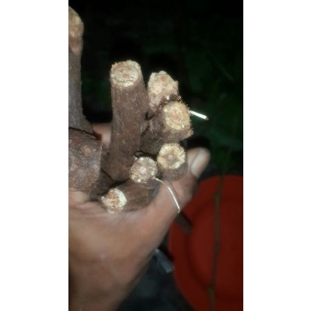 PAket Cutting Grafting Anggur Import