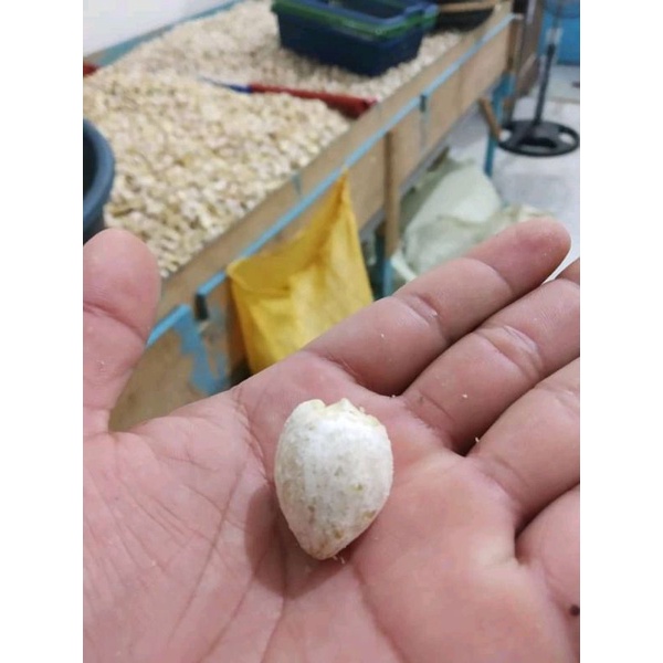

KEMIRI BULAT MURAH ORIGINAL
