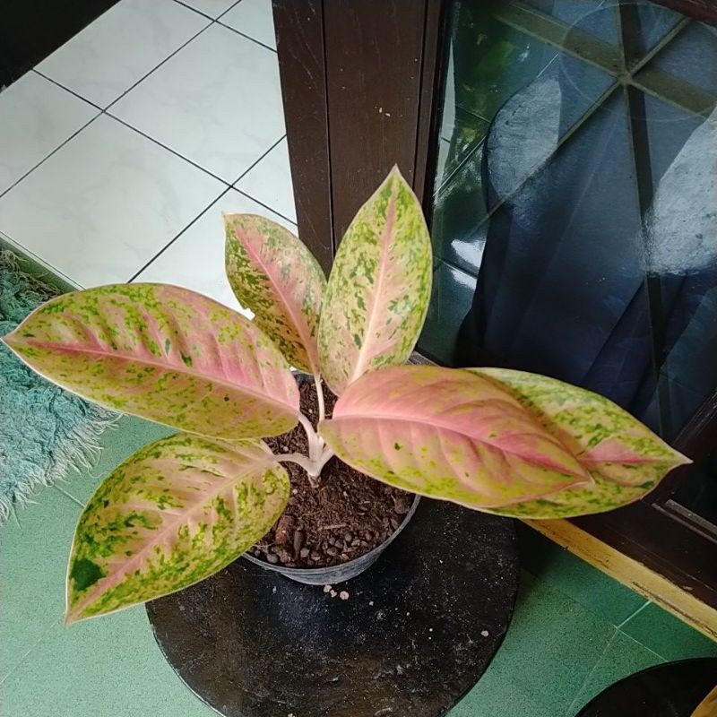 AGLONEMA BIG ROY Mutasi