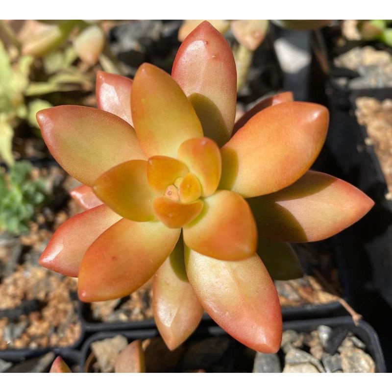 Sukulen Sedum Nusbaumerianum/ Sedum Adolphii Firestorm