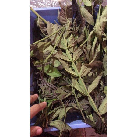 

daun sungkai basah