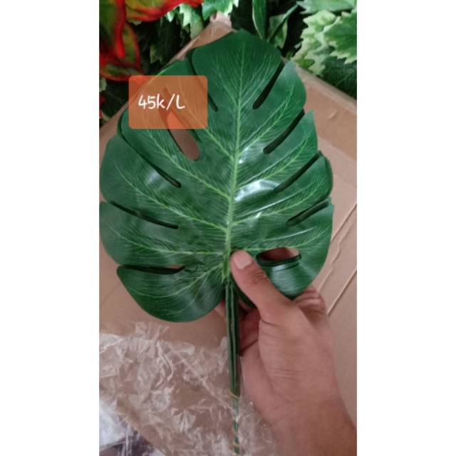 

Daun Pilor, harga per lusin