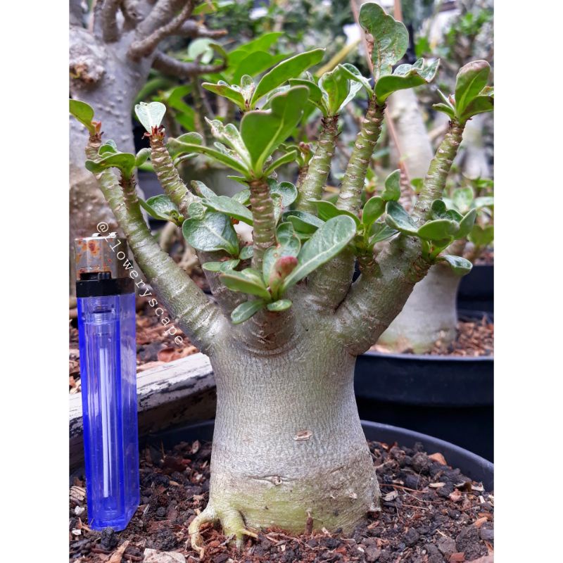 Adenium godji