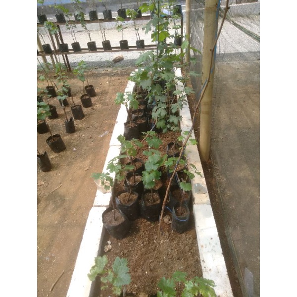 

Bibit anggur import