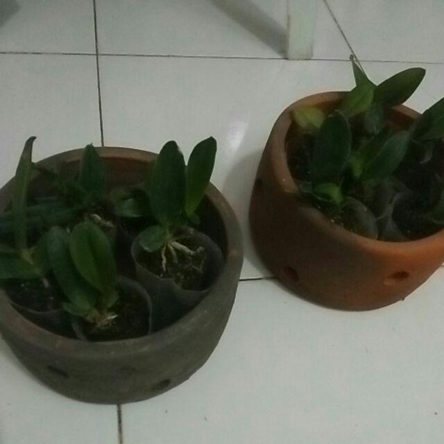 Sedling Anggrek Cattleya