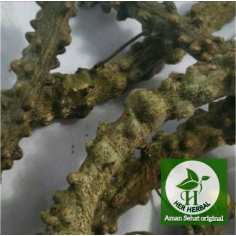

akar brotowali segar per 10 batang