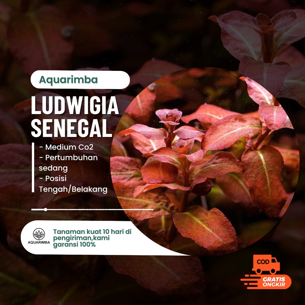 Ludwigia senegalensis ( tanaman aquascape )