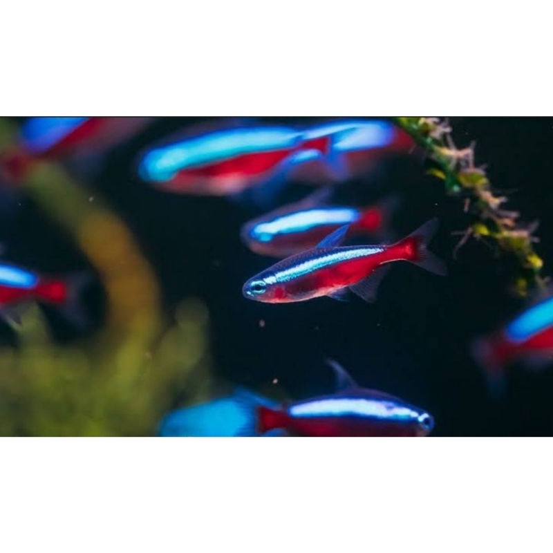 IKAN NEON CARDINAL 10 EKOR