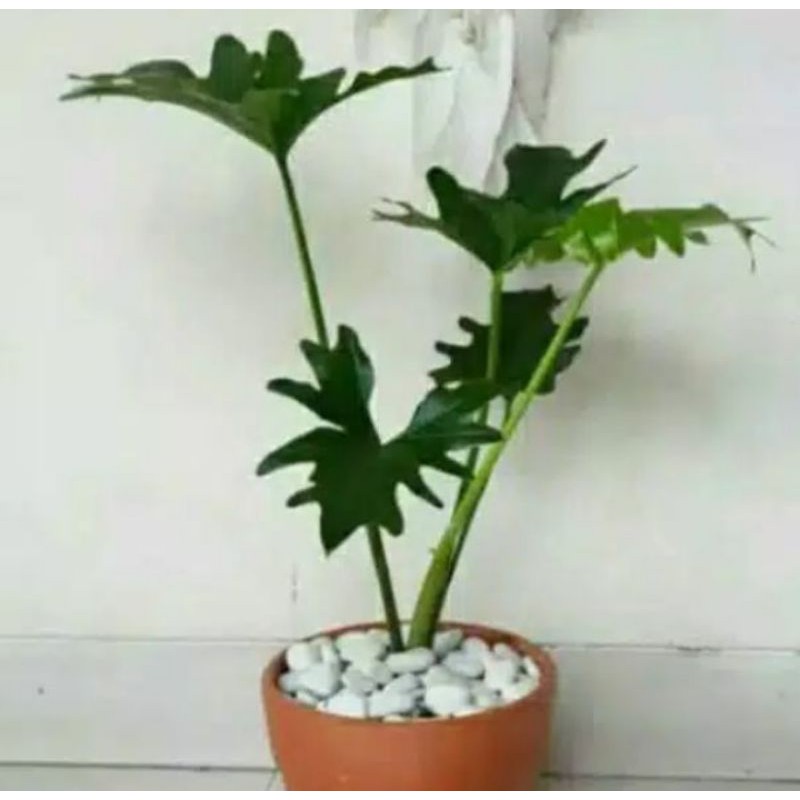 Tanaman hias philo jari / philo