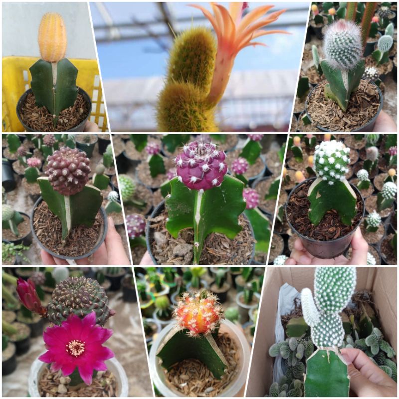 Kaktus Mini Free Pot Bisa Pilih Jenis