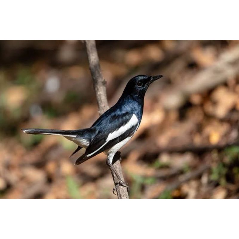 BURUNG KACER BAHAN RAWATAN
