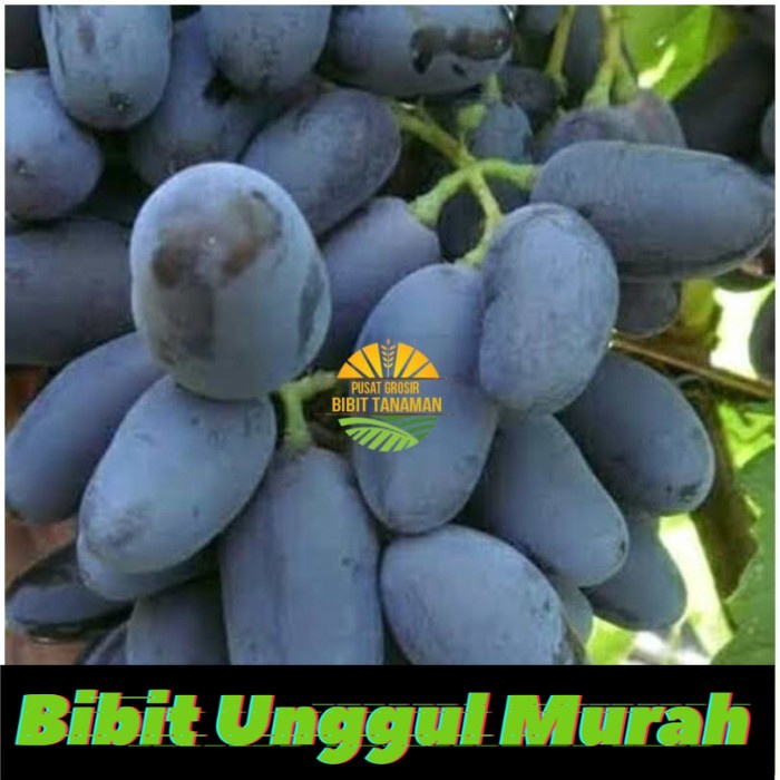 Murah! Bibit Anggur Import Black Panther Seedles