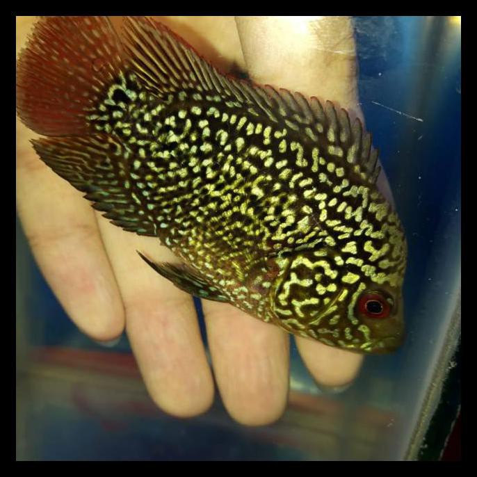 {BISA COD} Burayak kamfa f3 import ukuran 5-6 cm TERJAMIN Kode 1351