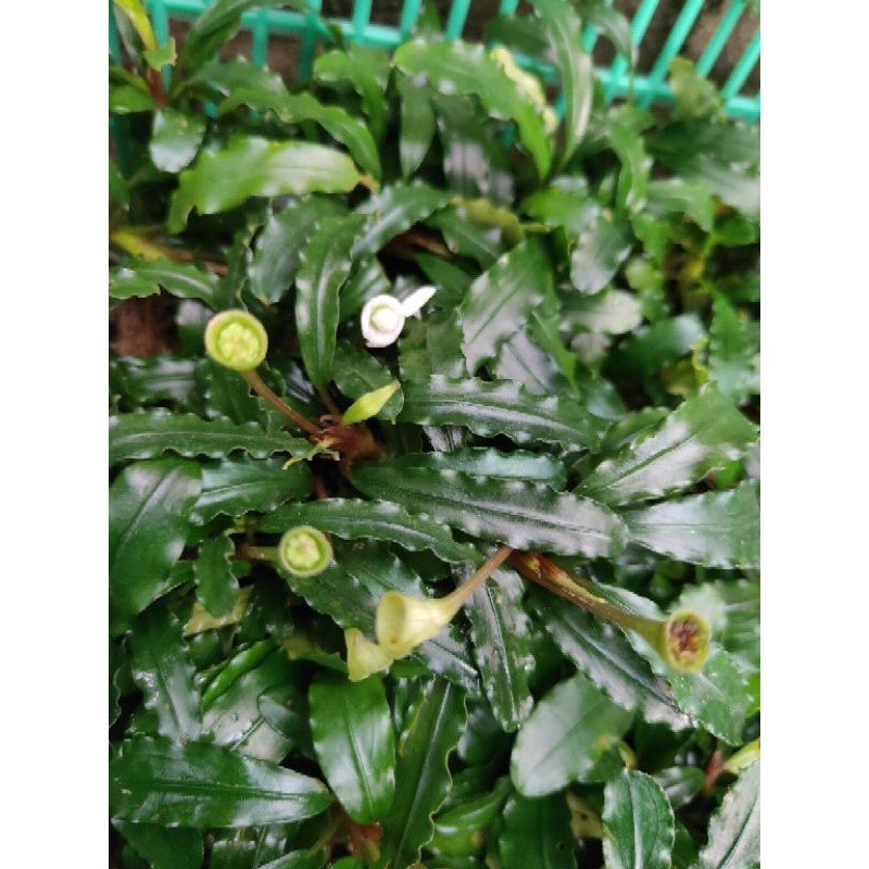 bucephalandra aquascape dijual per 5kg buce