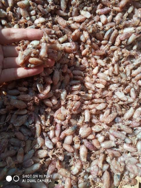 

Baby cumi premium (500gr) size 0,5,2,5cm