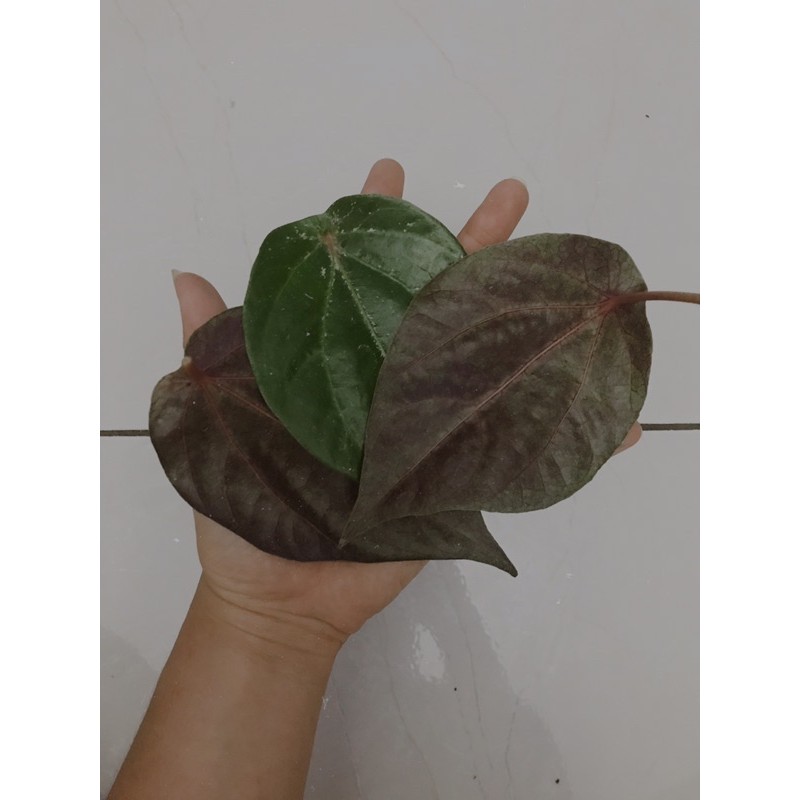 

Daun Sirih Merah Segar / Lembar