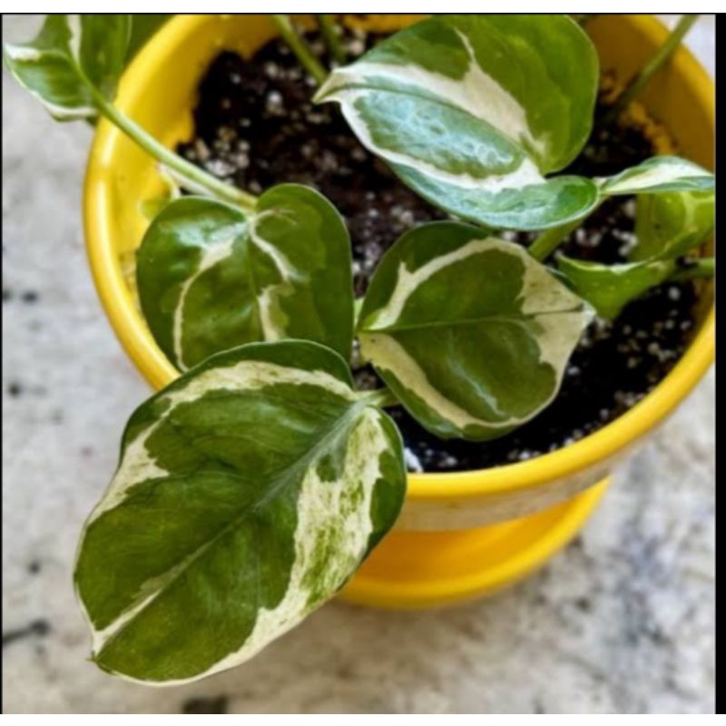 

pothos N'joy cutting