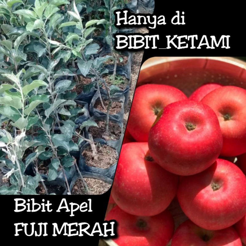 Jual Bibit Apel Merah Fuji Kategori Standart Original Shopee Indonesia