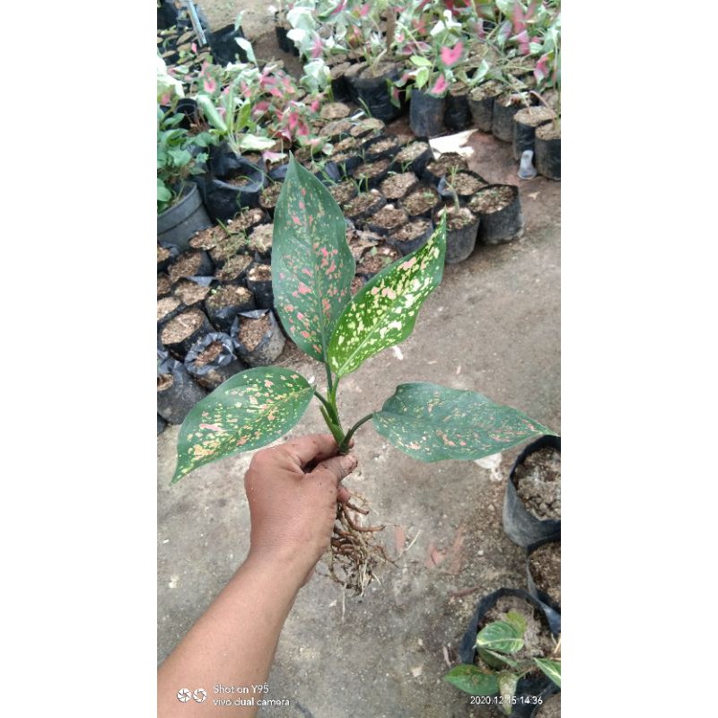 aglaonema ruby garuda Lokal