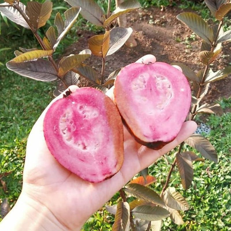 bibit jambu australia paling laris Cepat berbuah